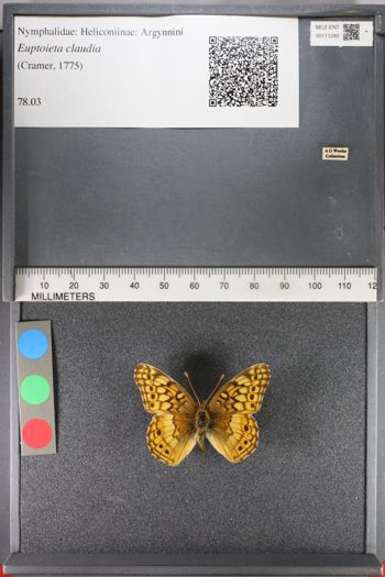 Media type: image;   Entomology 111280